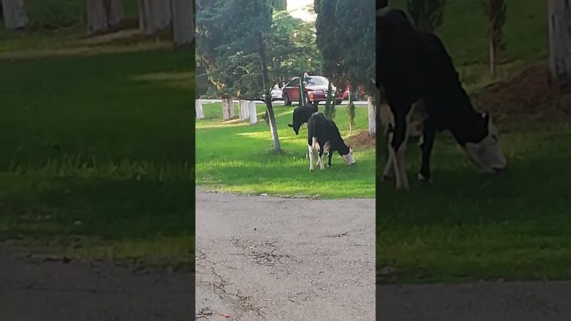 Коровы на улицах Афона